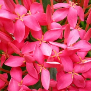 Ixora Plant Pakistan with Colorful Flower Clusters Ixora Plant Pakistan with Colorful Flower Clusters