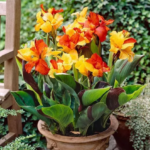 Variegated Canna Lily Bulbs Pakistan with Striped Tropical Foliage