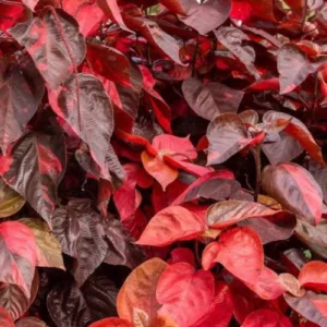 Red Copperleaf Plant Pakistan with Deep Red Burgundy Foliage Red Copperleaf Plant Pakistan with Deep Red Burgundy Foliage