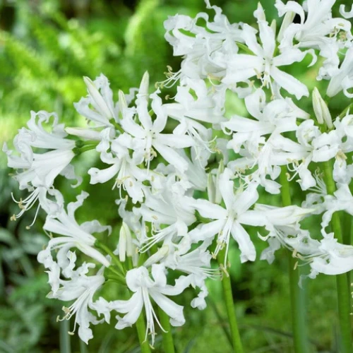 White Guernsey Lily Pakistan White Guernsey Lily Pakistan