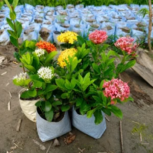 Ixora Plant Pakistan with Colorful Flower Clusters Ixora Plant Pakistan with Colorful Flower Clusters