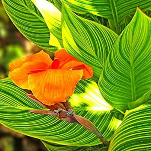 Variegated Canna Lily Bulbs Pakistan with Striped Tropical Foliage