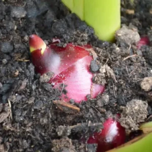 Mixed Color Canna Lily Bulbs Pakistan Mixed Color Canna Lily Bulbs Pakistan