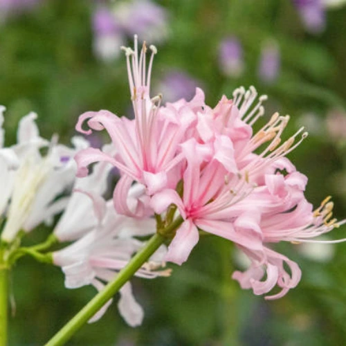 nerine bowdenii guernsey lily nerine bowdenii guernsey lily
