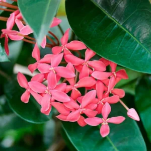Ixora Plant Pakistan with Colorful Flower Clusters Ixora Plant Pakistan with Colorful Flower Clusters