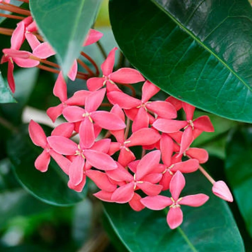 Ixora Plant Pakistan with Colorful Flower Clusters Ixora Plant Pakistan with Colorful Flower Clusters
