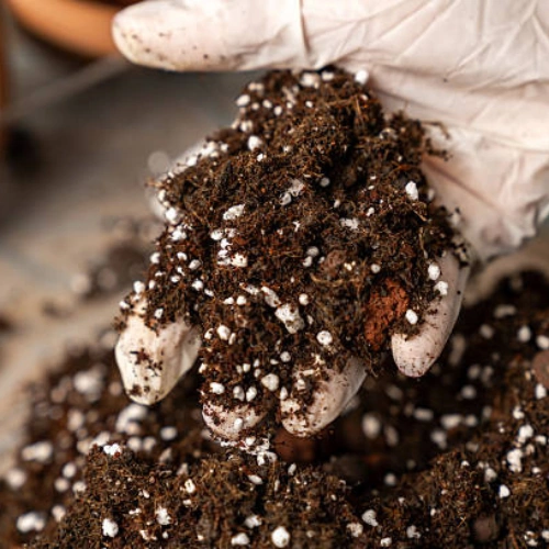 SPRT Seed Growing Mix Pakistan for seed germination, seed trays and healthy seedlings