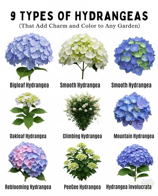 543155176 10229663325503444 5573584418759063913 n 2 now buy online in Pakistan at seed beej