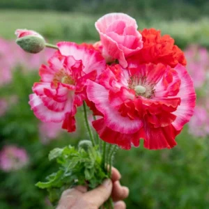 Close view of ruffled Shirley poppy flower petals Close view of ruffled Shirley poppy flower petals