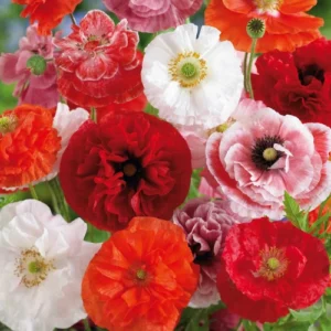 Poppy Shirley Double Mix seeds packet with mixed ruffled flower photo Poppy Shirley Double Mix seeds packet with mixed ruffled flower photo