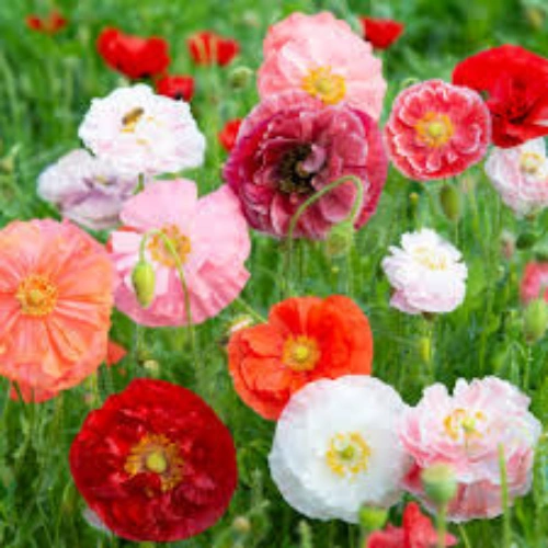 Close view of ruffled Shirley poppy flower petals Close view of ruffled Shirley poppy flower petals