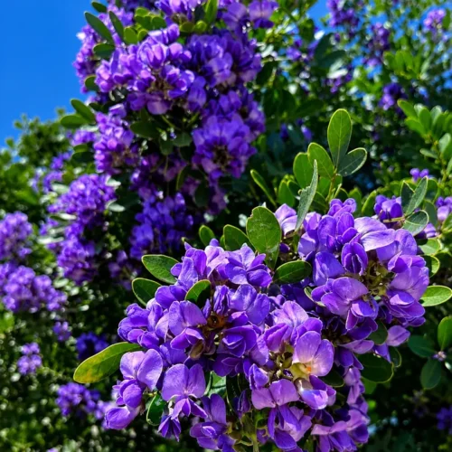 Texas mountain laurel plant in Pakistan with purple flowers Texas mountain laurel plant in Pakistan with purple flowers