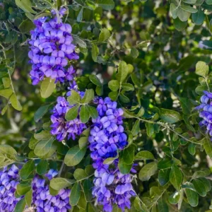 ChatGPT Image Jun 8, 2026, 03_08_27 PM Texas Mountain Laurel Plant