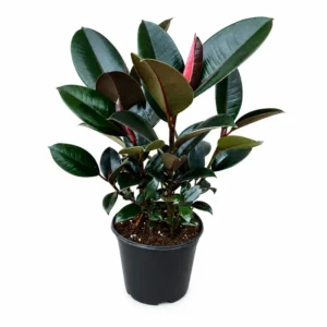 Rubber Plant (Ficus elastica)