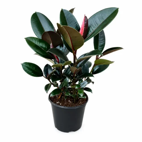 Rubber Plant (Ficus elastica)