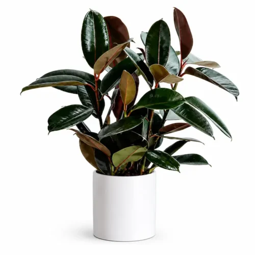 Rubber Plant (Ficus elastica)