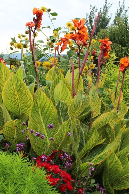 Healthy Canna Lily bulbs ready for planting in nutrient-rich garden soil.