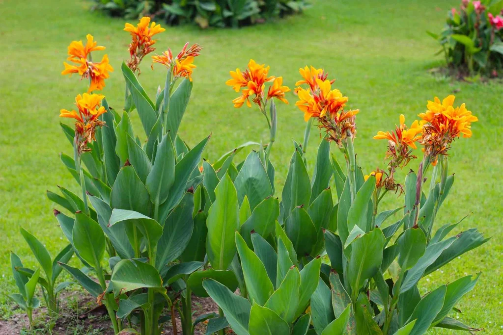 Healthy Canna Lily bulbs ready for planting in nutrient-rich garden soil.