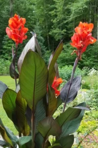Healthy Canna Lily bulbs ready for planting in nutrient-rich garden soil.