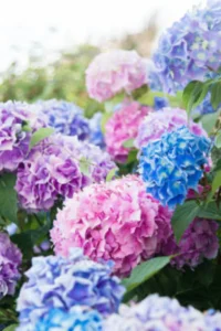 Beautiful Hydrangea plant with large blue and pink flower clusters blooming in a garden landscape.