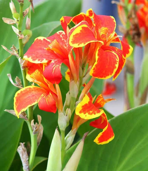 Healthy Canna Lily bulbs ready for planting in nutrient-rich garden soil.