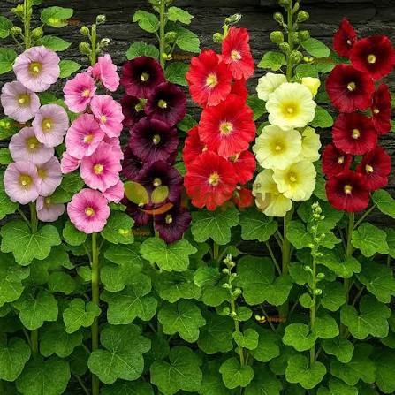 Beautiful Hollyhock Seeds approx 30 mixed color winter flower seeds