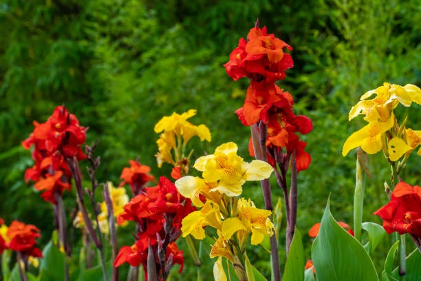 Healthy Canna Lily bulbs ready for planting in nutrient-rich garden soil.