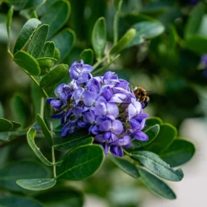 mountain_laurel_1x1 Texas Mountain Laurel Plant