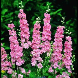 Delphinium seedling in nursery cup