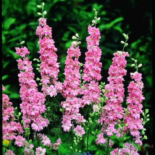 Delphinium seedling in nursery cup
