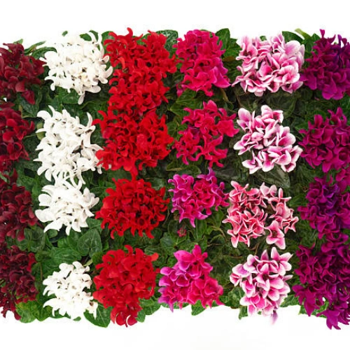 Cyclamen seedling mix color for winter flowers in Pakistan