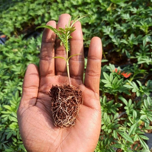 Marigold Bonanza seedling in nursery cup