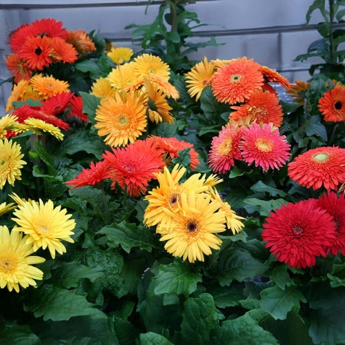 Gerbera Double F1 seedling in nursery cup