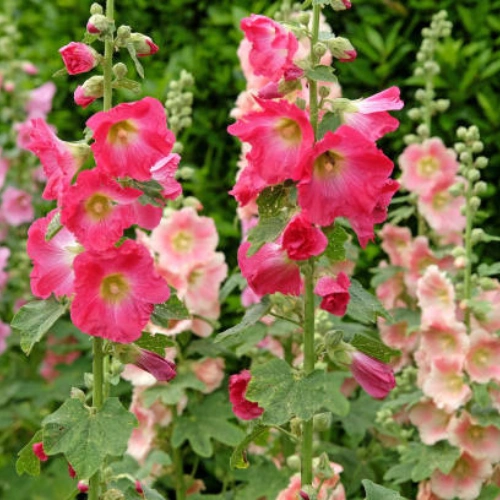 Beautiful Hollyhock Seeds approx 30 mixed color winter flower seeds