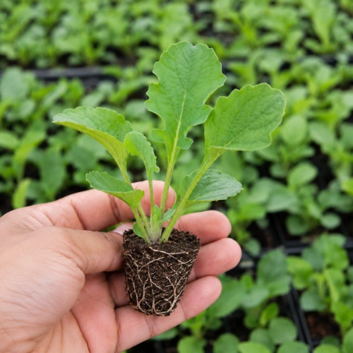 Gerbera Double F1 seedling in nursery cup