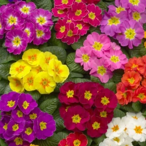 Mixed color Primula seedlings ready for transplanting