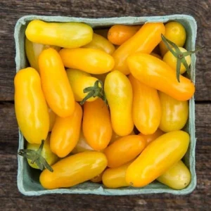 Yellow long cherry tomato fruits on plant