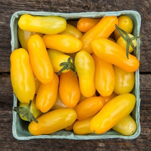 Yellow long cherry tomato fruits on plant