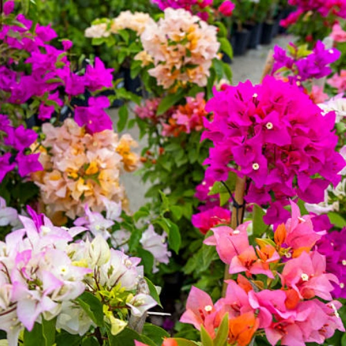 500g bougainvillea fertilizer pack for home gardening