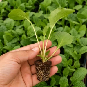 Gerbera F1 seedling in nursery cup