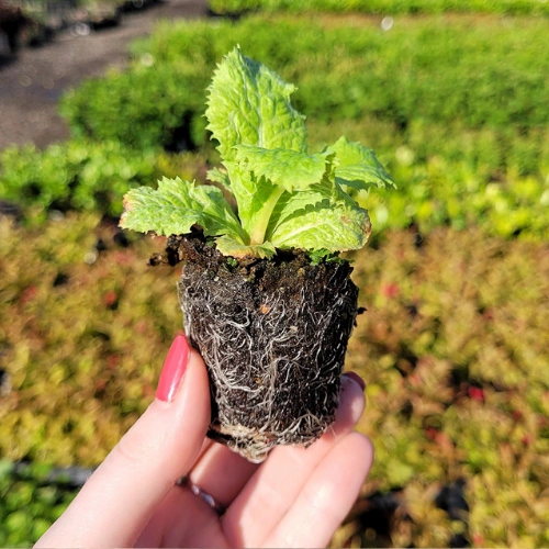 Primula F1 Hybrid seedling in nursery cup