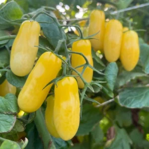 Yellow cherry tomato seeds pack for kitchen gardening in Pakistan