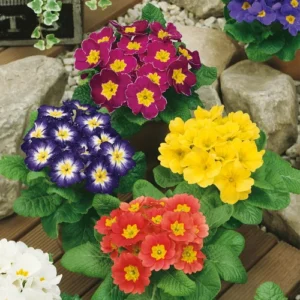 Primula F1 Hybrid seedlings for winter flowers in Pakistan