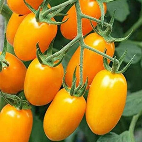 Yellow long cherry tomato fruits on plant