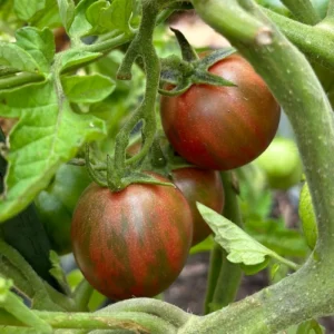 Zebra cherry tomato seeds pack for kitchen gardening in Pakistan Zebra cherry tomato seeds pack for kitchen gardening in Pakistan