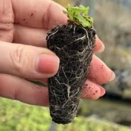 Primula Malacoides mix color seedling for winter flowers in Pakistan