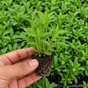Phlox seedling in nursery cup Mix color Phlox seedlings ready for transplanting Phlox seedling in nursery cup Mix color Phlox seedlings ready for transplanting