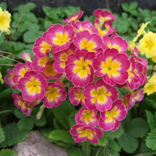 Primula Malacoides mix color seedling for winter flowers in Pakistan