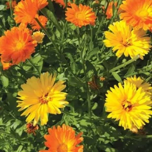 Calendula flower seedlings Calendula flower seedlings