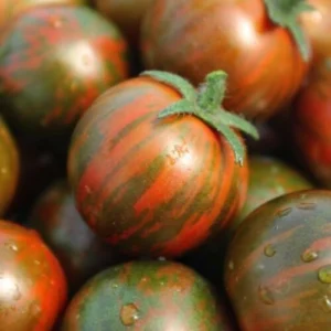 Striped zebra cherry tomatoes growing on plant Striped zebra cherry tomatoes growing on plant